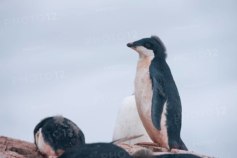 Adelie Penguin (Pygoscelis adeliae)