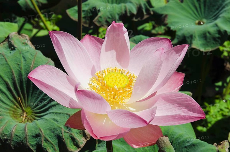 Lotus or Indian Lotus (Nelumbo nucifera)