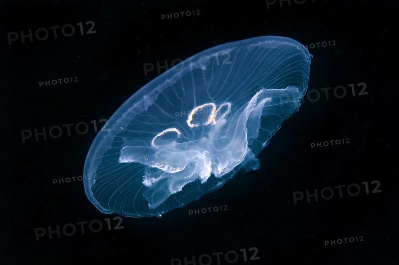 Common Jellyfish (Aurelia aurita)