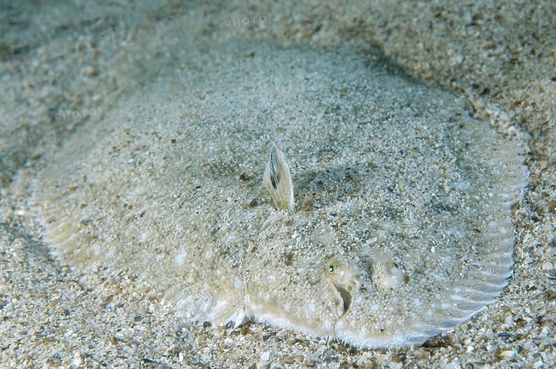 Snouted sole (Solea lascaris nasuta
