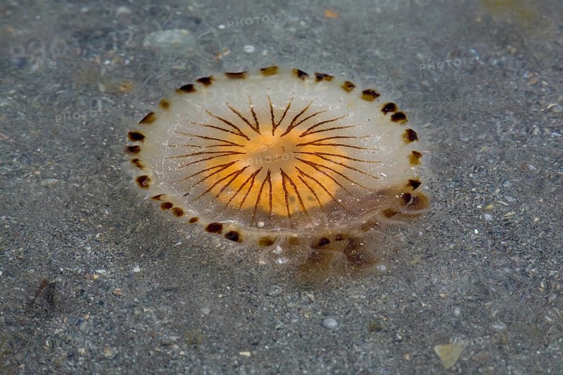 Compass Jellyfish (Chrysaora hysoscella)