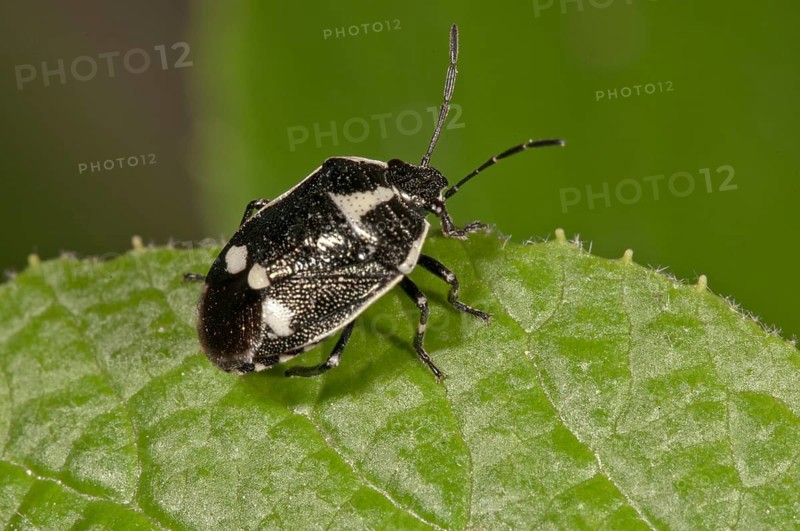 Cabbage Bug (Eurydema oleraceum)
