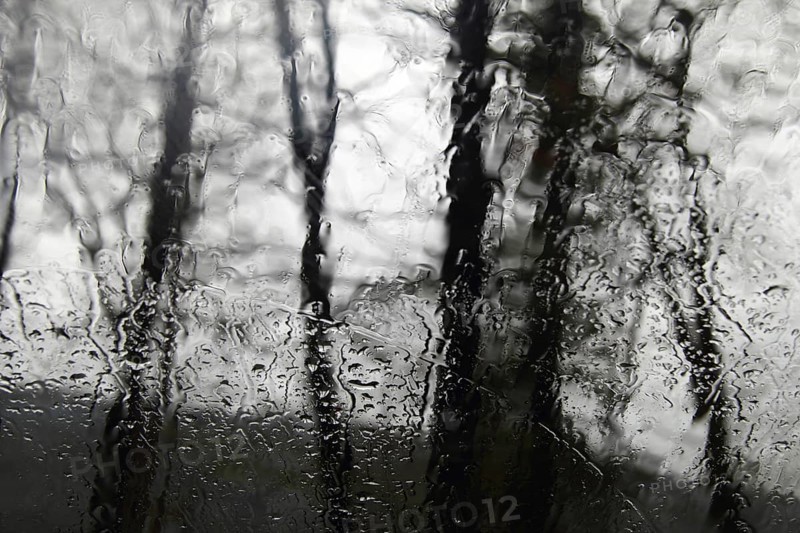 Trees in rainy weather