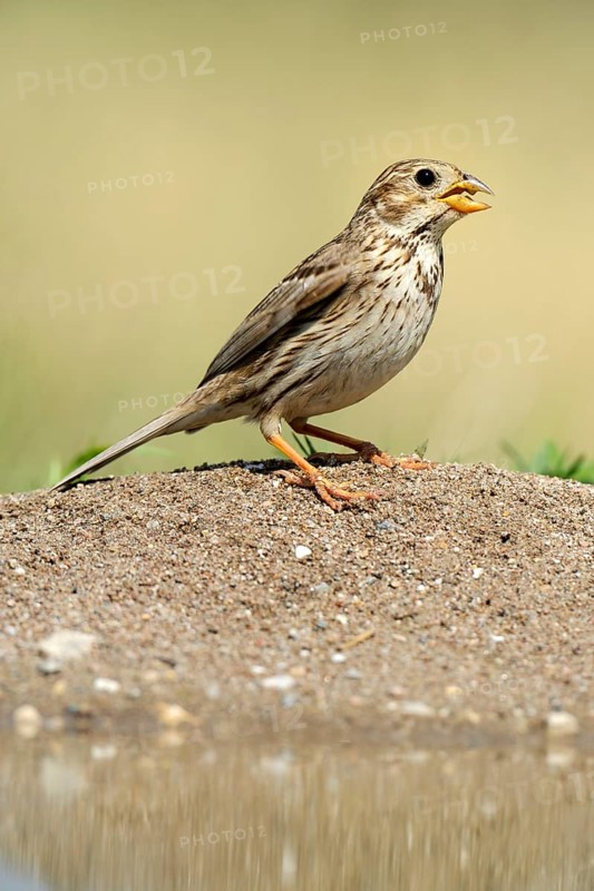 Corn Bunting (Emberiza calandra)
