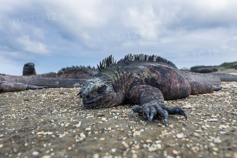 Marine Iguana (Amblyrhynchus cristatus)