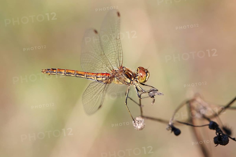 Vagrant Darter (Sympetrum vulgatum)