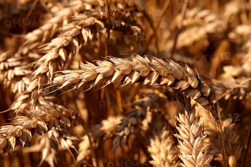 Wheat field ready to harvest