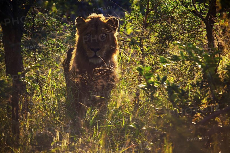 African Lion (Panthera leo)