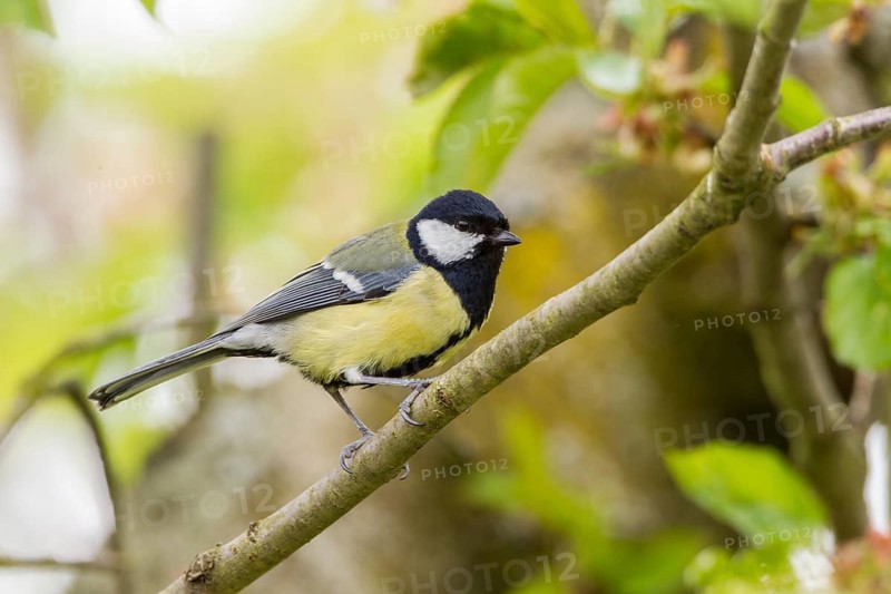 Great Tit (Parus major)
