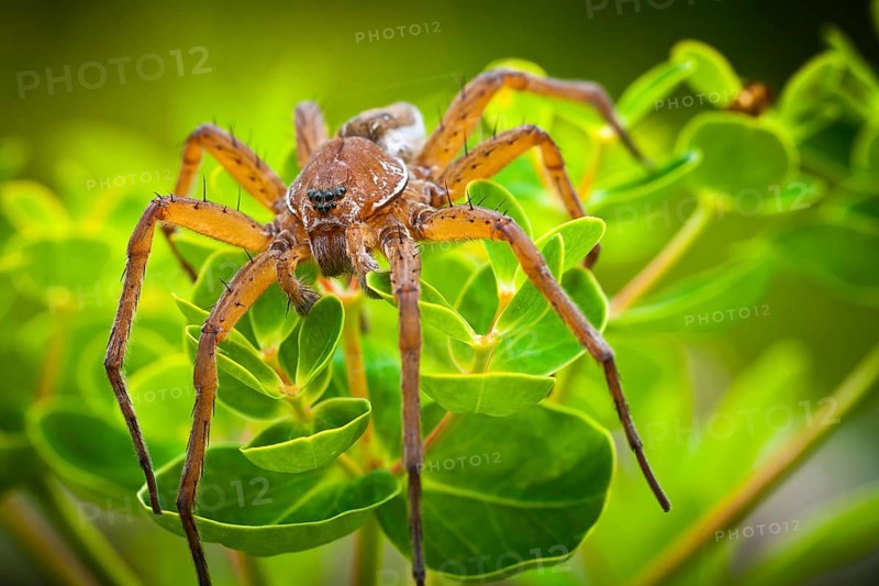 Raft Spider (Dolomedes fimbriatus) on Marsh Spurge (Euphorbia palustris)