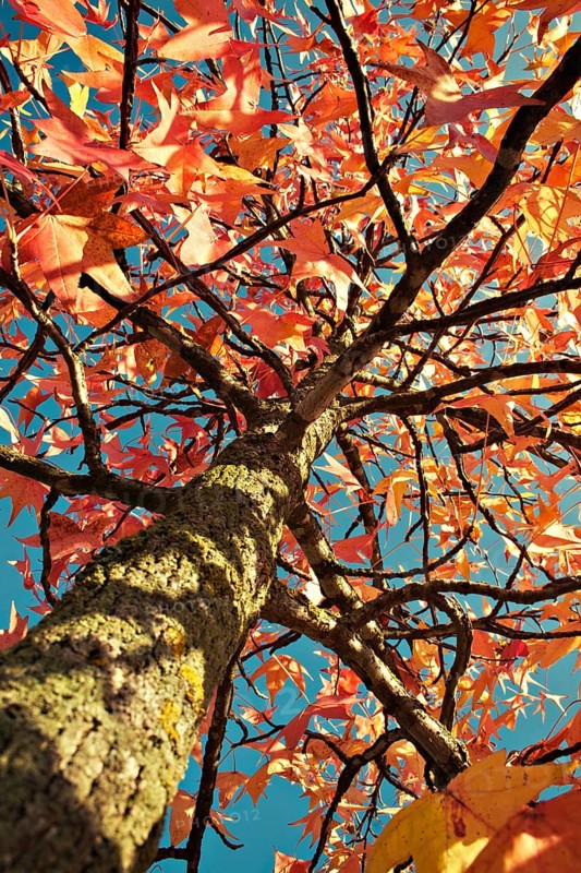 Silver Maple (Acer saccharinum) in autumn