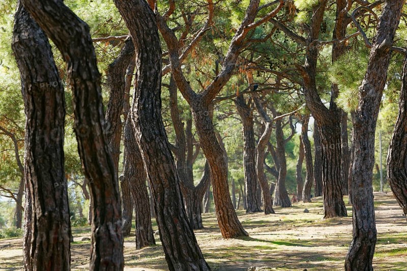 Pine forest