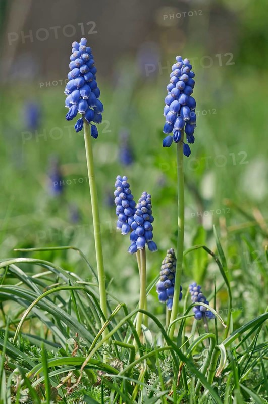 Flowering Grape Hyacinths (Muscari botryoides)