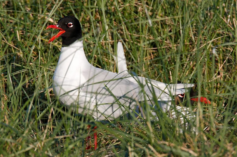 Mediterranean Gull (Ichthyaetus melanocephalus) on the nest