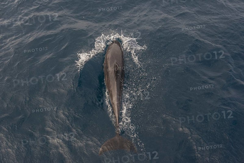 Common Bottlenose Dolphin (Tursiops truncatus)