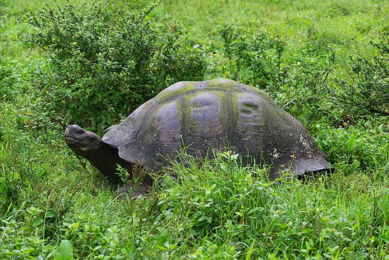 Galapagos Giant Tortoise (Chelonoidis nigra)