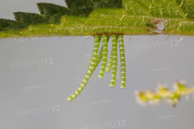 Long strings of eggs from the Map butterfly (Araschnia levana) on a nettle leaf