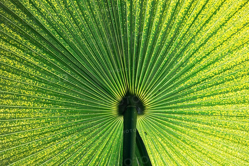 Chinese Windmill Palm (Trachycarpus fortunei)
