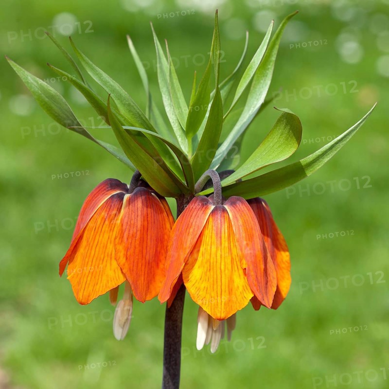 Crown Imperial Fritillary