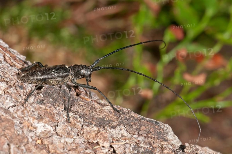 Marmorated Longhorn Beetle (Monochamus sutor) on a tree trunk