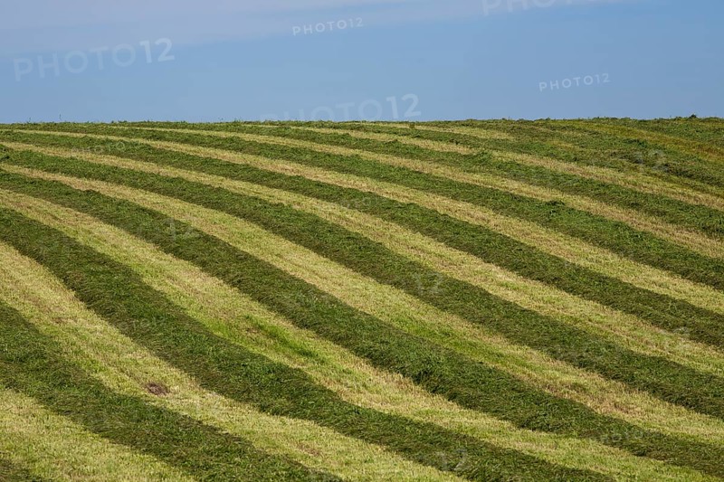 Hayfield raked in geometric patterns
