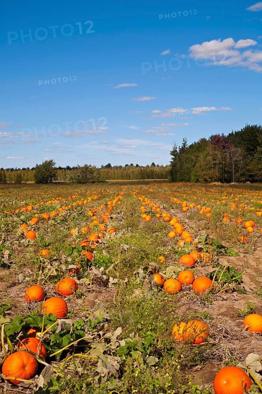 Pumpkins in the field at harvest time