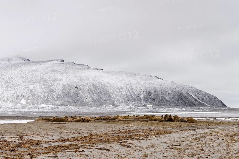 Large pod of Walruses (Odobenus rosmarus)