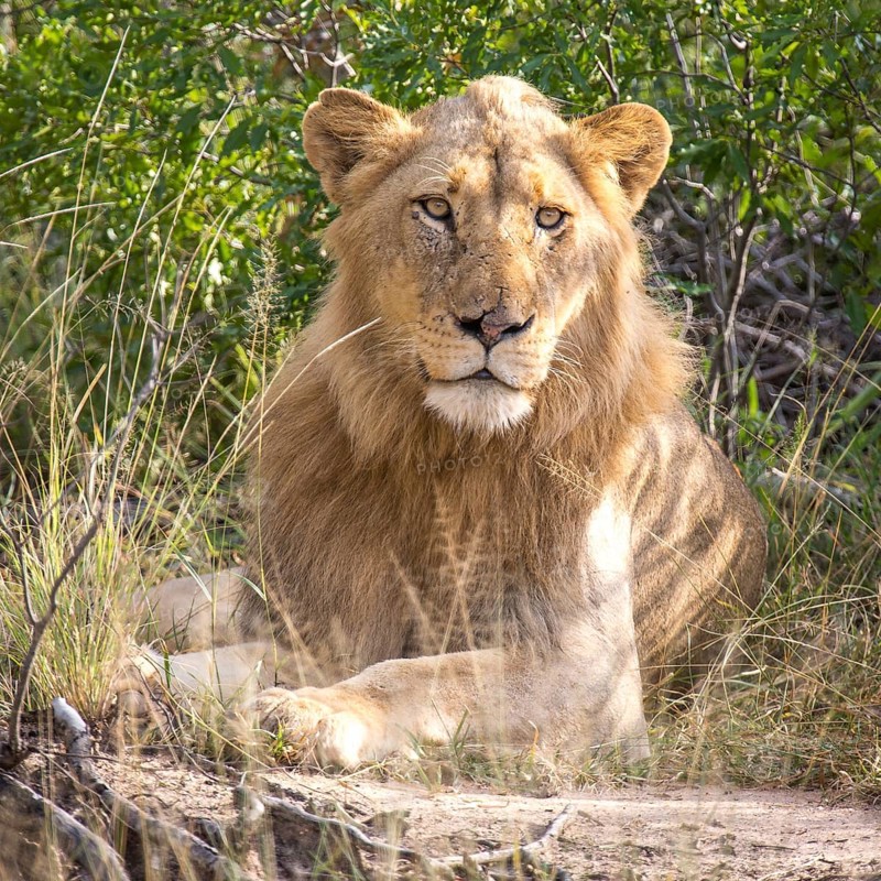 African Lion (Panthera leo)