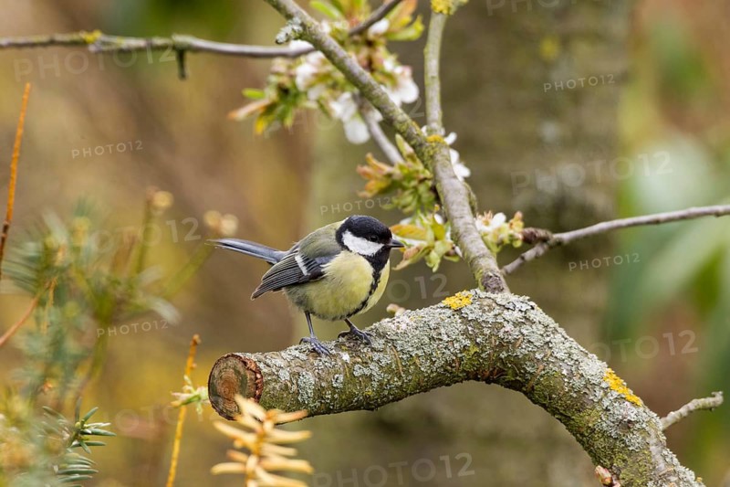Great Tit (Parus major)