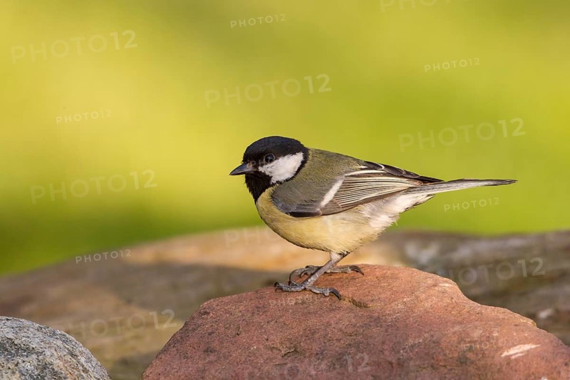 Great Tit (Parus major)
