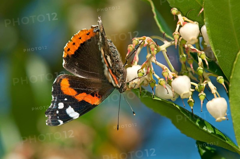 Red Admiral (Vanessa atalanta)