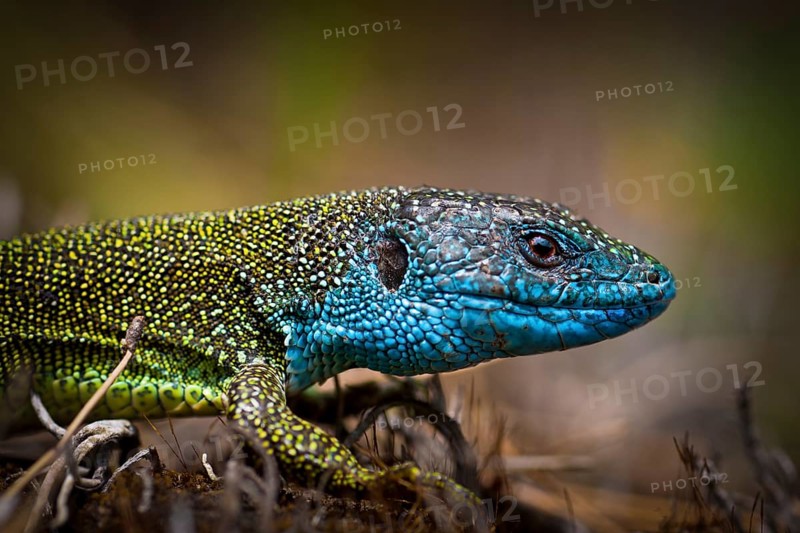 Eastern Green Lizard (Lacerta viridis)
