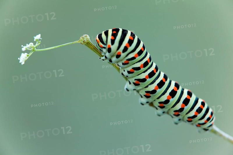 Caterpillar of an Old World Swallowtail butterfly (Papilio machaon)