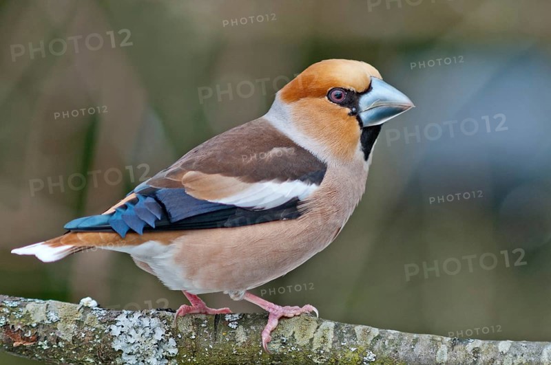 Hawfinch (Coccothraustes coccothraustes)