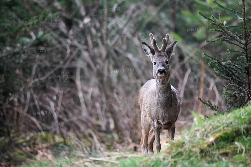 Roe deer (Capreolus capreolus)