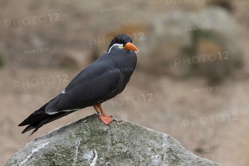 Inca Tern (Larosterna inca)