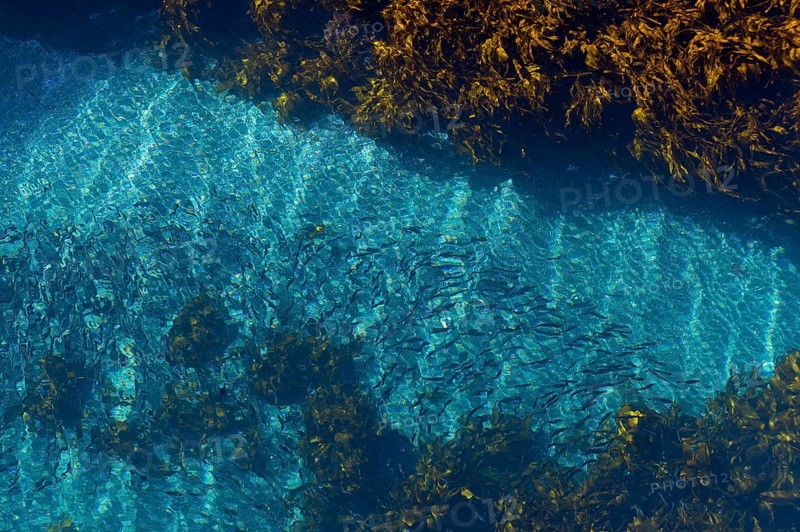Shoal of fish in the blue sea