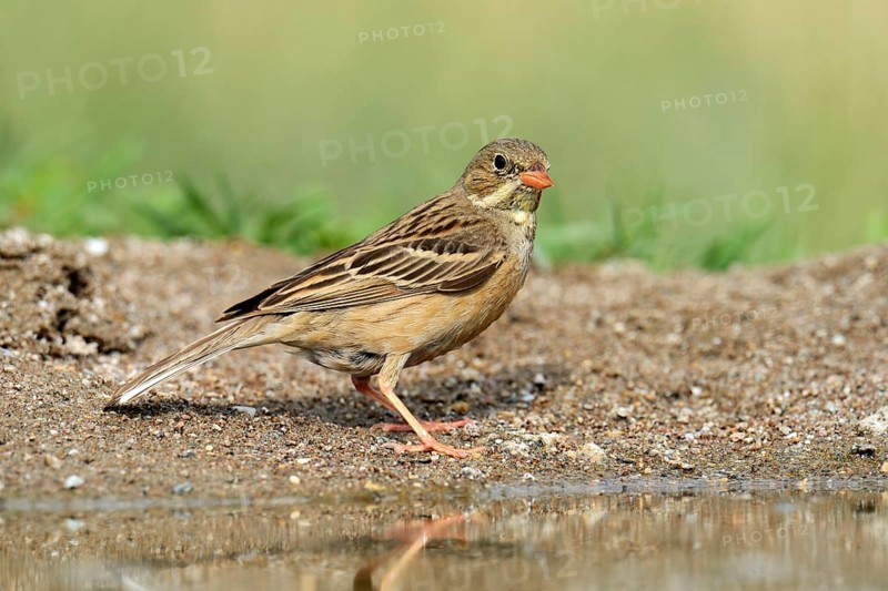 Ortolan Bunting (Emberiza hortulana) beside a pond