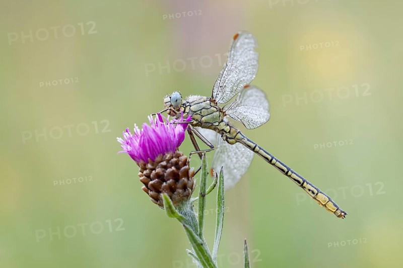 Western Clubtail (gomphus pulchellus) perched on Brown Knapweed (Centaurea jacea)