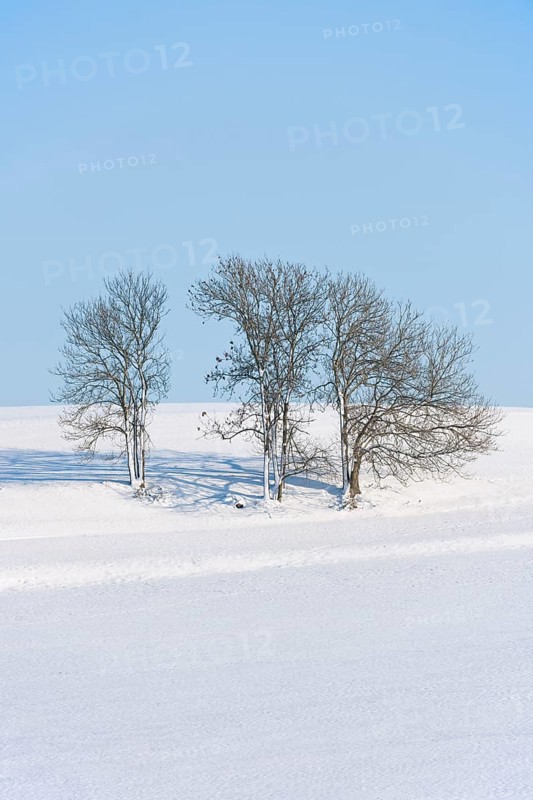 European Ash or Common Ash (Fraxinus excelsior) trees in the snow