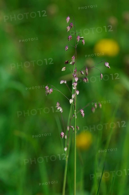 Quaking-grass (Briza media)