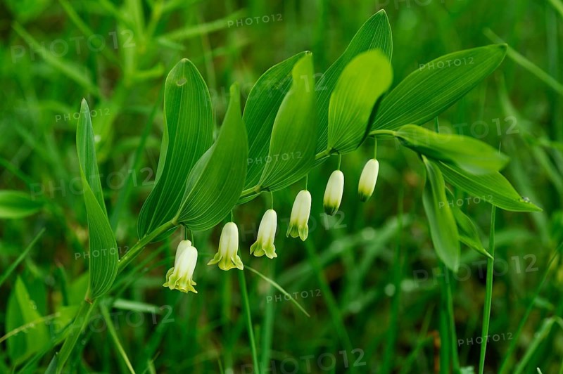 Angular Solomon's Seal or Scented Solomon's Seal (Polygonatum odoratum) with raindrops
