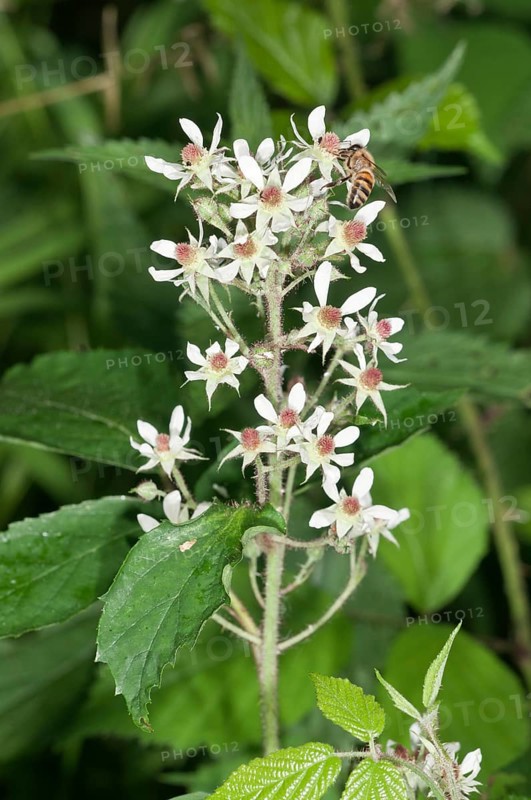 Blackberry (Rubus fruticosus)