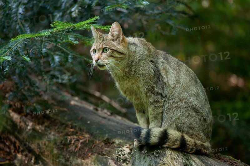 European wild cat (Felis silvestris) sitting on a tree trunk