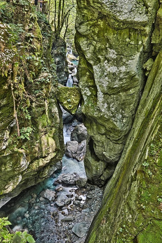 Bear's Head