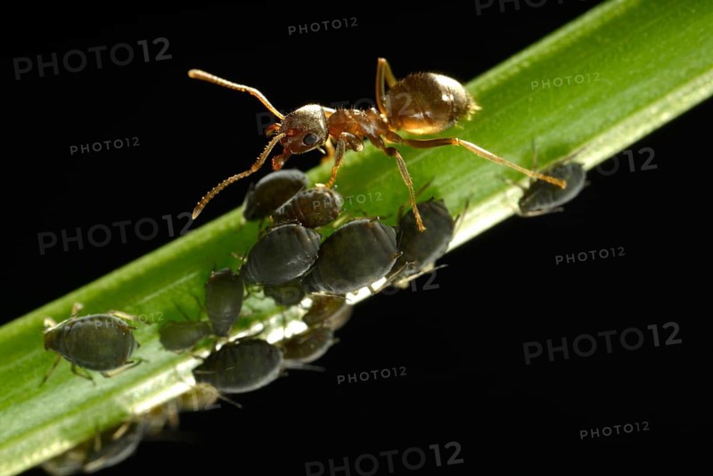 Aphids (Aphidoidea) being milked by an Ant (Formidicae)