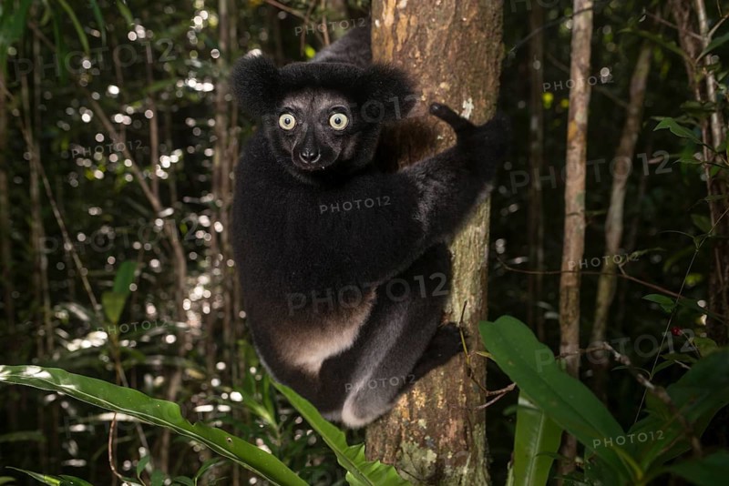 Indri (Indri Indri) climbs the tree