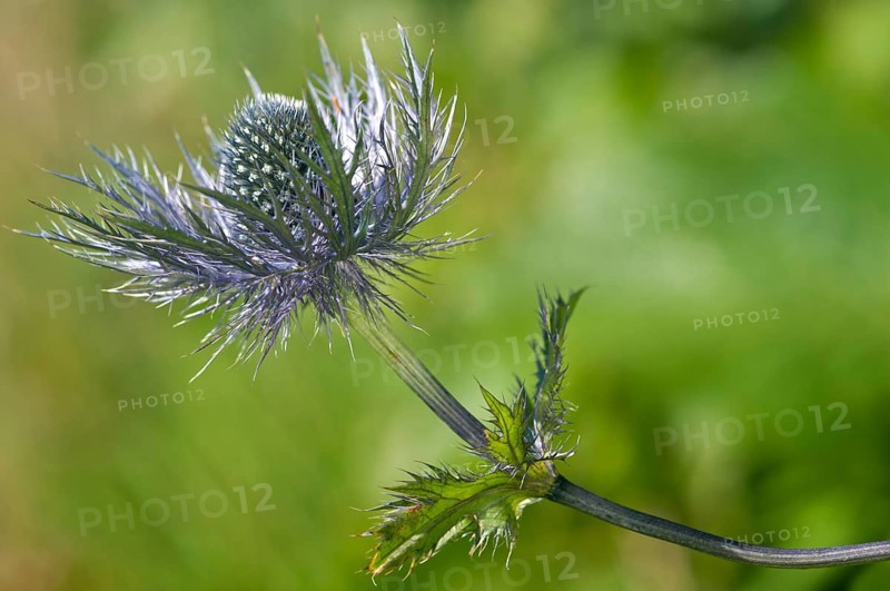 Alpine Sea Holly