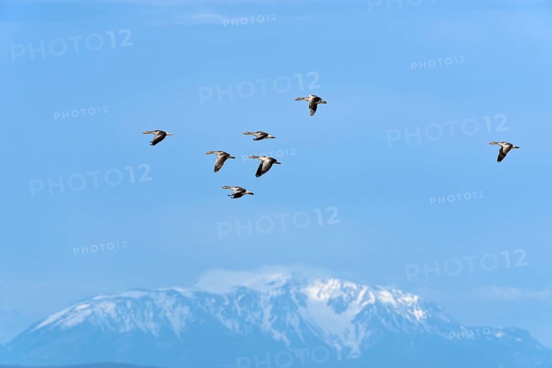 Greylag Geese (Anser anser)
