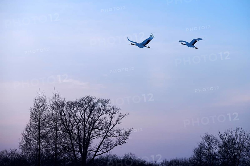 Red-crowned Cranes